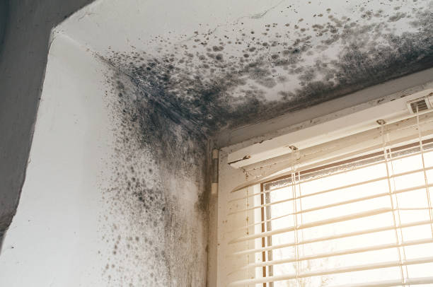 Affordable Attic Mold Remediation solutions in Richland, GA